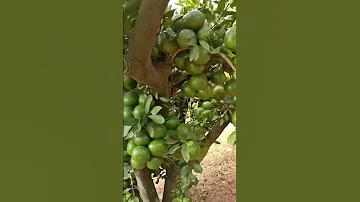 न ब Nimbu Ka Ped Kaisa Hota Hai Shorts Nimbu Short 
