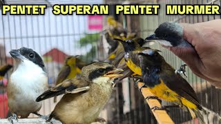 Download Lagu PENTET SUPERAN‼️ PENTET MURMER‼️ MP3