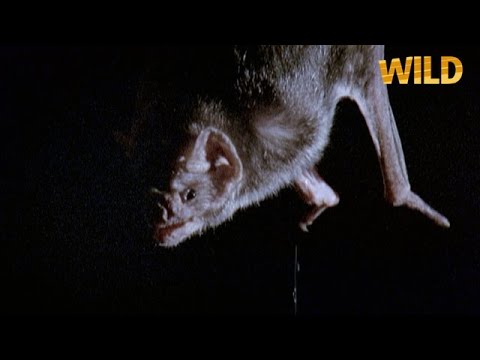 Vidéo: Les Brésiliens Sont Attaqués Par Des Chauves-souris Vampires Enragées - Vue Alternative