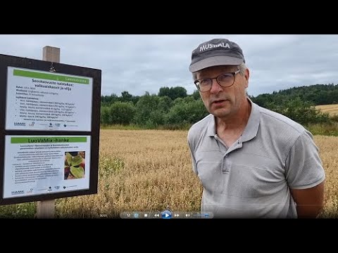 Video: Ovatko Lambsquarters syötäviä: Opi syömään Lambsquarters-lehtiä