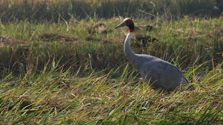 Eco India: Why farmlands in Uttar Pradesh are critical to the survival of the Sarus?