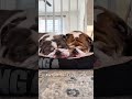 should we be concerned? 🐾 #hankandlucybulldogs #relatable #unbothered #LazyEnergy