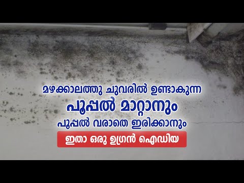 മഴക്കാലത്തു ചുവരിൽ ഉണ്ടാകുന്ന പൂപ്പൽ മാറ്റാനും, പൂപ്പൽ വരാതെ ഇരിക്കാനും ഇതാ ഒരു ഉഗ്രൻ ഐഡിയ