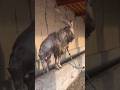 Who know this goat breed #funny_goat #goat #shortvideo #viralvideo #bakra #animal  #kutta #markhor