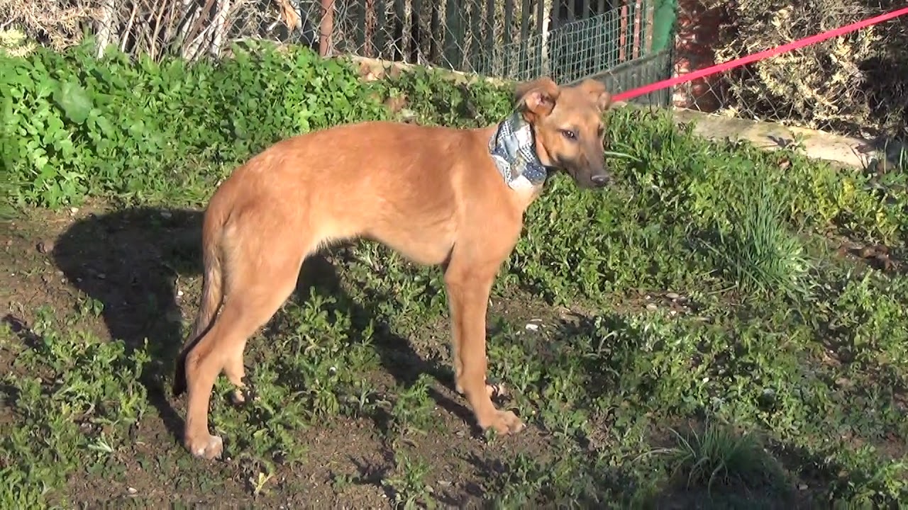 PILUCA (video 2) adopción perros cachorros