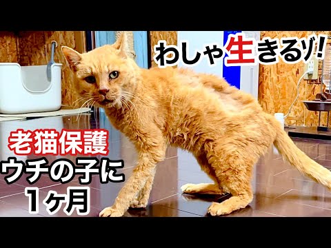 ねこページ Amazon.co.jp: シナダグローバル もちシリーズ もちねこ