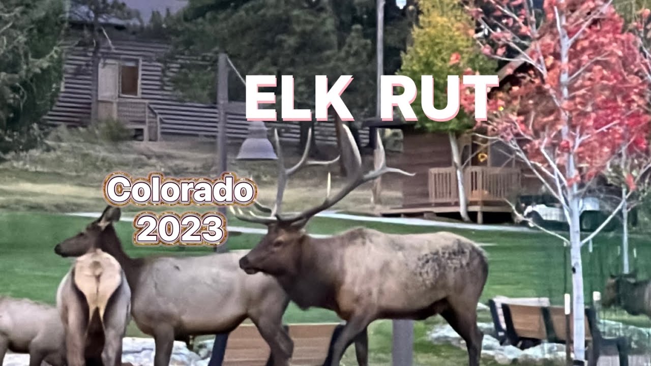 Elk Rut 2023 | Estes Park, Colorado | #nature #wildanimals #wildlife # ...