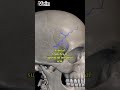 Frontal beaches of superficial temporal bone#anatomy#1millionviews#3danimation#viralvideo#humanskull