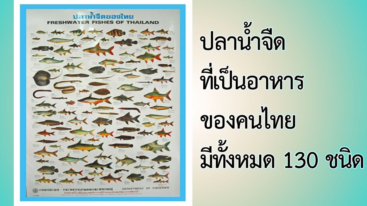 ปลา นิล มี กี่ สาย พันธุ์  2022 Update  วีดีสื่อการสอนเรื่อง พันธุ์ปลาน้ำจืดของประเทศไทย