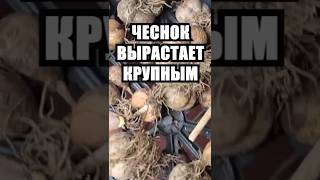 Чеснок вырастет крупным. Лучшие советы как посадить озимый чеснок #сад #огород #дача #урожай