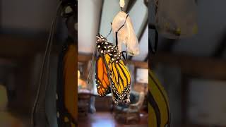 The hatching of the Monarch butterfly