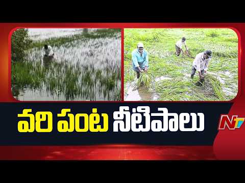 వరి పంట నీటిపాలు.. ఆవేదనలో అన్నదాత | NTV Telugu - NTVTELUGU