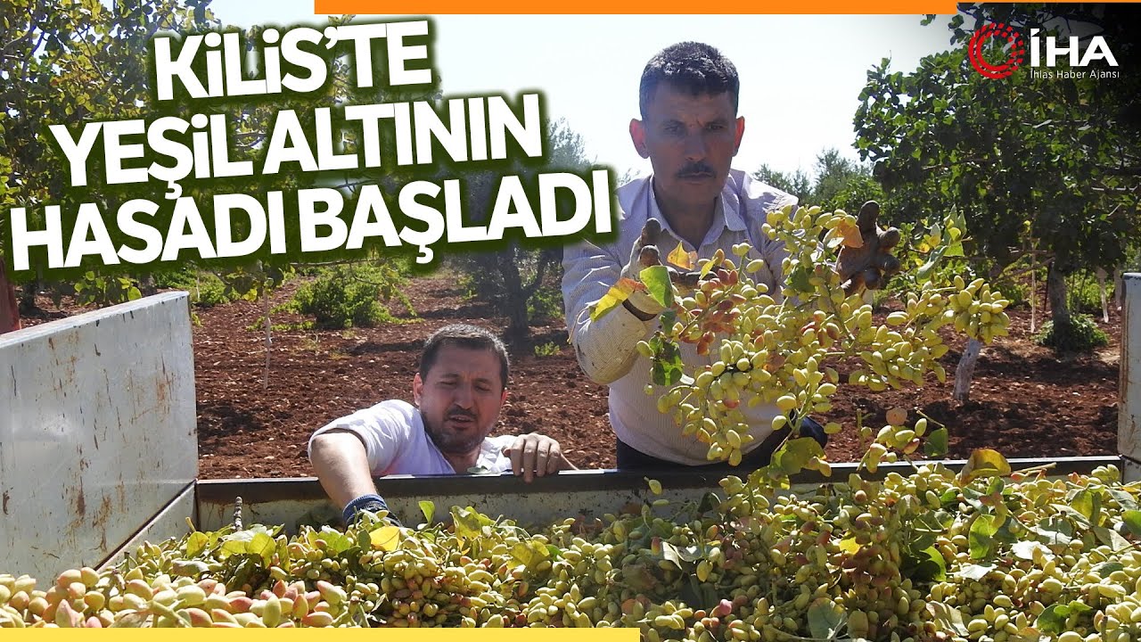 ‘Boz Fıstık’ Hasadı Başladı Rekolte Düşük Fiyatlar Yüksek