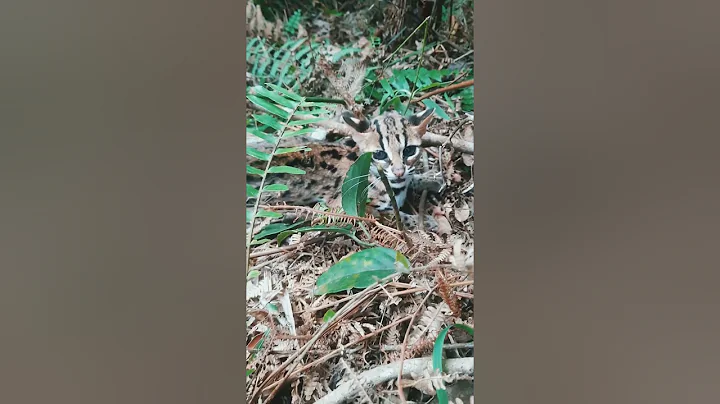 Watch the video about Wild Cat in Forest