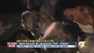 Dogs in search for a home after owner dies