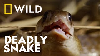 The Spectacled Cobra | Snake Bite | National Geographic WILD UK