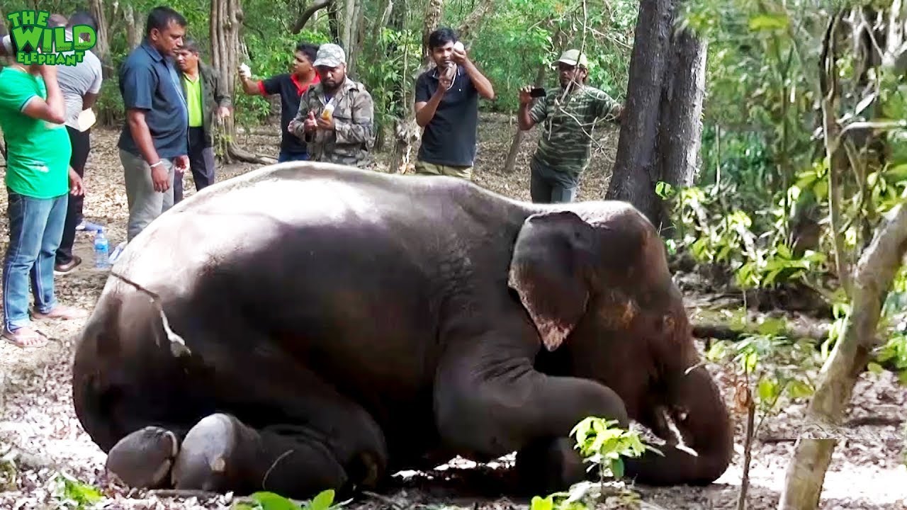 sri lanka elephants national park Shot In The Woods: A Heroic Attempt To Save Another Elephant