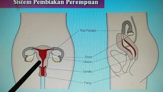 4.2 Sistem Pembiakan Manusia