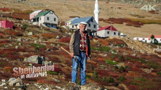 Highland Shepherd in Autumn | Documentary ▫️4K▫️