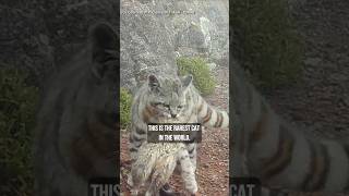 Help Save the Cute Andean Cat! #Wildcats #Andeancat #Shorts