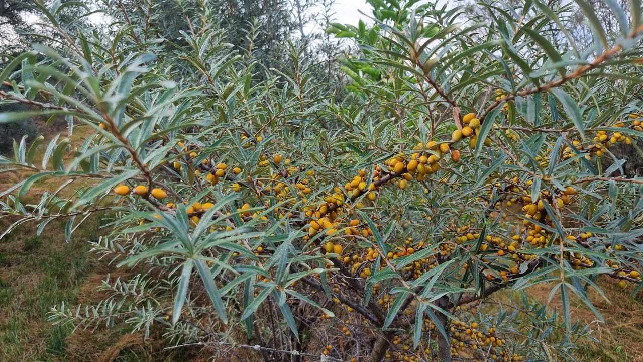 Rakytník zber a spracovanie