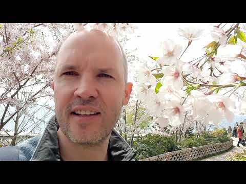 Что такое сакура? Где можно увидеть цветение сакуры в Петербурге?