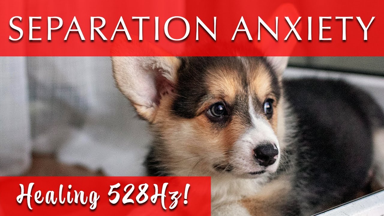 12 Hours of Deep Separation Anxiety Music for Dogs | 528Hz 12 Hours of Deep Separation Anxiety Music for Dogs | 528Hz