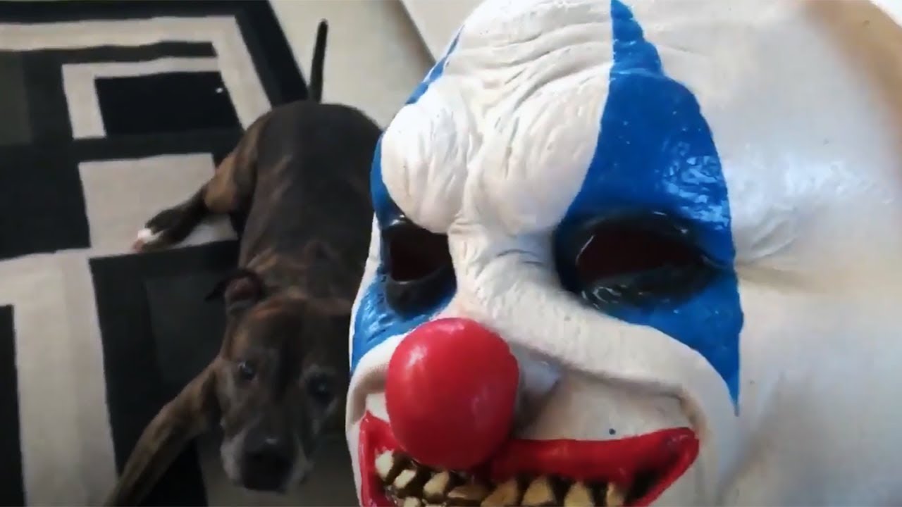 Funny Dogs Get Pranked with Scary and Funny Halloween Costumes 👻🎃😂 [Funny  Pets] - YouTube