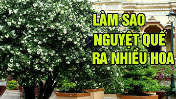 Ý nghĩa phong thủy của cây Nguyệt Quế và cách chắm sóc