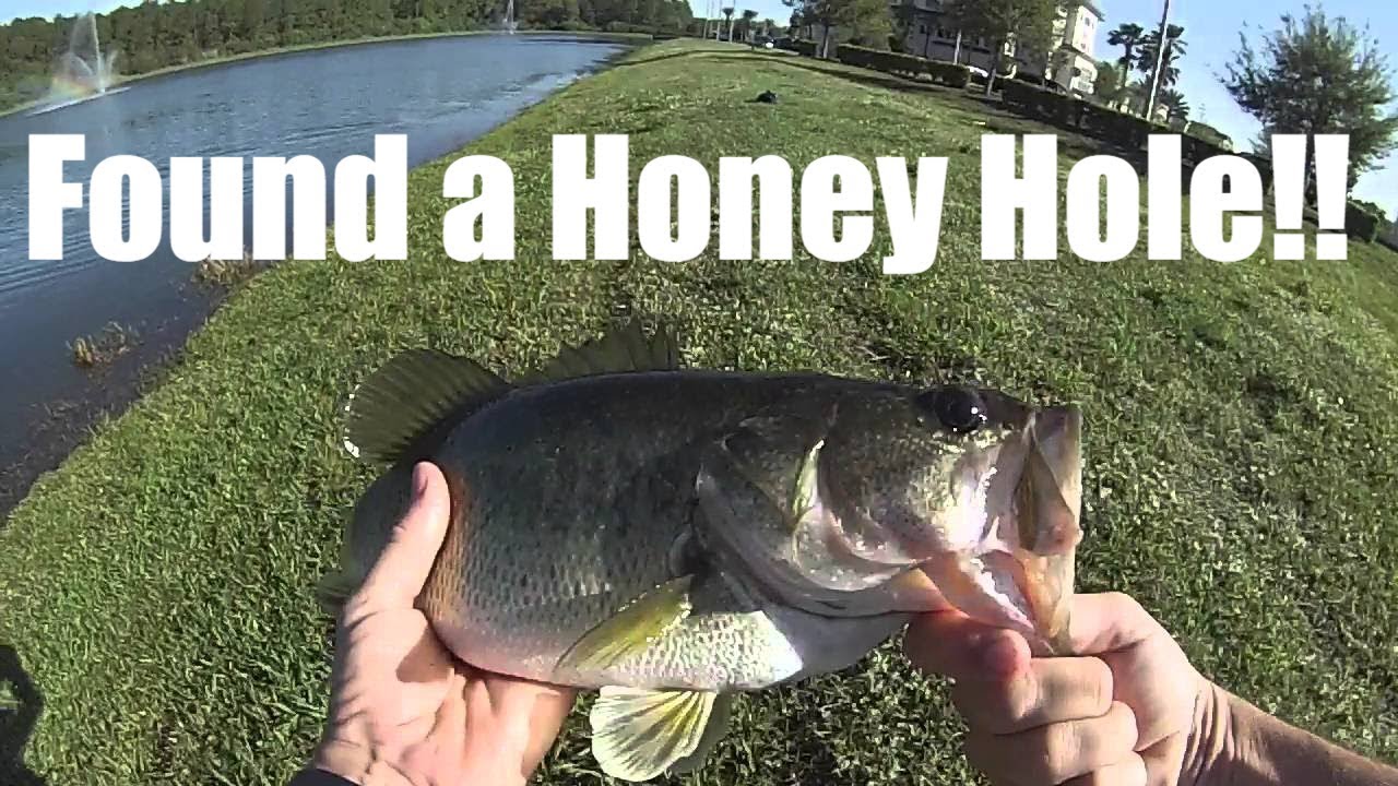 Largemouth Bass Fishing In A Tampa FL Honey Hole YouTube