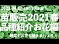 【苗販売会2021春】品種紹介お花編 半日陰に向く花苗たちを一挙ご紹介！