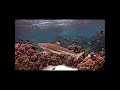 Blacktip Reef Shark | Coral Gardeners live stream #youtubeshorts #like
