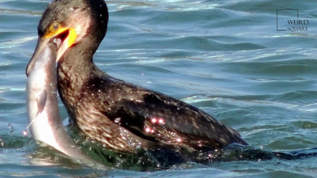 Interesting facts about great cormorant by weird square 