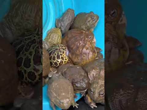 ปุ๊กปิ๊กมากแต่ล่ะตัว กบอ้วน #กบยักษ์ #africanbullfrog #สัตว์เลี้ยง #shortvideo