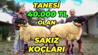 EV ve ARABA İLE SATIN ALINAMAYAN SAKIZ KOYUNLARI! - (Türkiye'nin En Pahalı Koyun Irklarından Birisi)