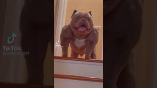 Américain bully Dog