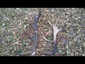 #23-22 Поиск рогов в Налибокской пуще, март 2022, 18-tak 4,2 kg, 20 -tak, zrzuty poroże jelenia 2022