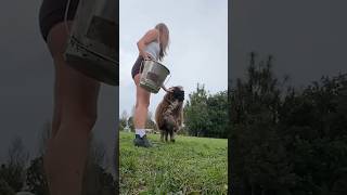 Kevin Wants a Fight - Ozzy Man Quickies