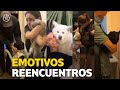 EMOTIVOS REENCUENTROS ENTRE MASCOTAS Y SUS DUEÑOS QUE FUERON SEPARADOS POR EXPLOSIÓN EN BEIRUT