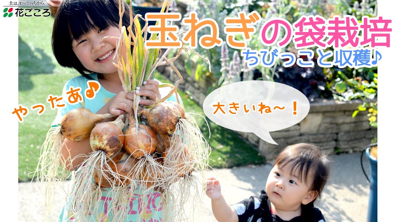 チャレンジ 玉ねぎの袋栽培 ちびっこ収穫 Youtube
