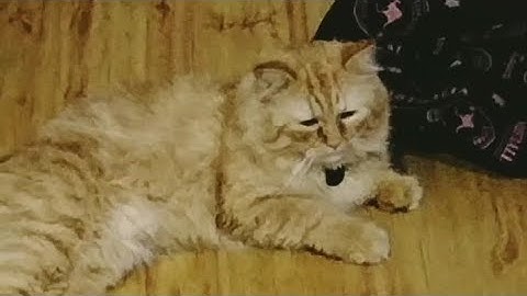 Lazy cat laying down on the floor