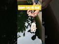 High-Speed RC Boat Testing | Ultimate Water Beast #diyboat #rcboat #shorts