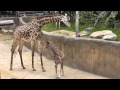 Baby Sofie the Giraffe (2 Weeks Old at the Los Angeles Zoo)