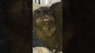 Turbo Rock Hyrax