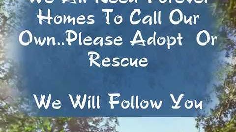 I Will Follow You ..Be My Angel