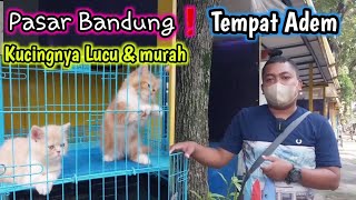 Ini Harga kucing❗Kelucuan Kucing Di pasar Bandung