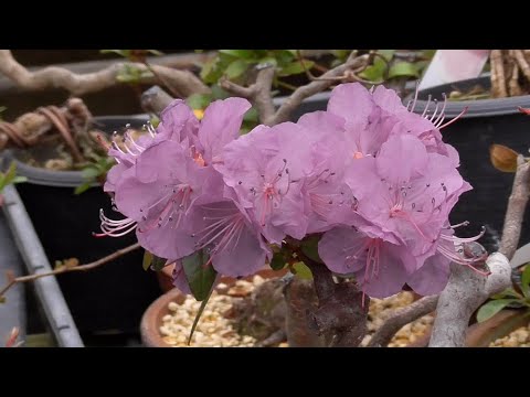 Abandoned Series: Ezo Purple Azalea Blooms - YouTube