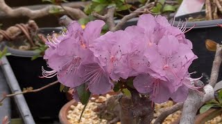 Abandoned Series: Ezo Purple Azalea Blooms - YouTube