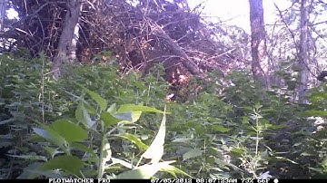 Jim Ward bucks using beds (hidden buck)