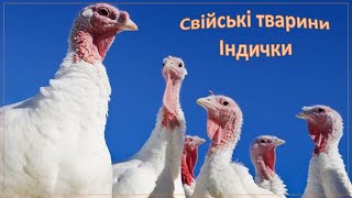 картинка: Свійські тварини.  Індички. Відео для дітей